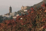 23 Bodegas de Rioja Alavesa en la Ruta del vino de Álava