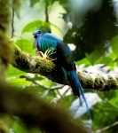 Pájaro Quetzal - Panamá
Panamá, animales, pajaro