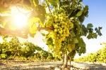 Viñedo en Castilla La Mancha
Viñedo, Castilla, Mancha, Racimo, uvas, septiembre, comienza, vendimia