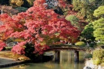Jardín Rikugien - Tokio (Japón)
Jardín, Rikugien, Tokio, Japón, Bunkyo, Tokyo, otoño, distrito