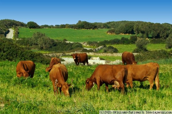 1º Concurso Nacional de Cocina 'Vaca Vermella Menorquina' - Oficina Turismo de Menorca: Información actualizada