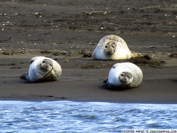 Focas frente a la playa de Ósar
Justo al otro lado del fiordo de la playa de Ósar hay una colonia de focas bastante grande.
