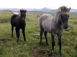 Potros islandeses
Islandia, caballos