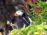 Frailecillo en Dyrhólaey
Islandia, frailecillos, naturaleza