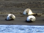 Focas frente a la playa de Ósar