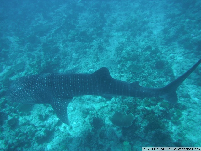 Foro de Male: Tiburon ballena en Maldivas