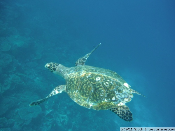 Tortuga carey nadando en arrecife de Maldivas
Tortuga carey sumergida nadando en las aguas de el arrecife de isla Mirihi en Maldivas
