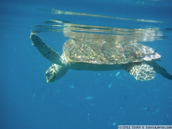 Tortuga carey en la superficie
Nadando con tortugas carey como esta, en Maldivas isla Mirihi ,aqui la veis despues d ehaber cogido aire en la superficie.
