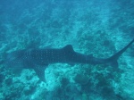 Tiburon ballena en Maldivas