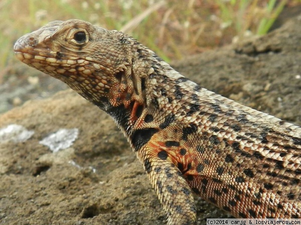 Islas Galapagos
Islas Galapagos
