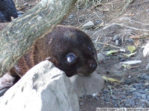 Fauna de Nueva Zelanda
Esta simpática cría de ¿foca? o ¿león marino? la vimos conduciendo por la costa de la isla sur de NZ. Más bien diría que es león marino. Los adultos eran muy grandes.
