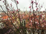 Aguja de la Catedral de Santiago de Bilbao entre las flores de una Magnolia Tulipán