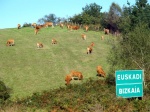 Valle de Carranza (Bizkaia)