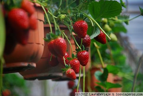 Granjas de fresas en Cameron Highlands, Malasia.
Las Cameron es una región montañosa de Malasia, con un clima especialmente fresco donde pueden cultivar fresas, té y otras delicias. Las fresas están buenísimas, y el clima fresco y limpio se agradece, contrastando con el calor abochornante del resto del país!
