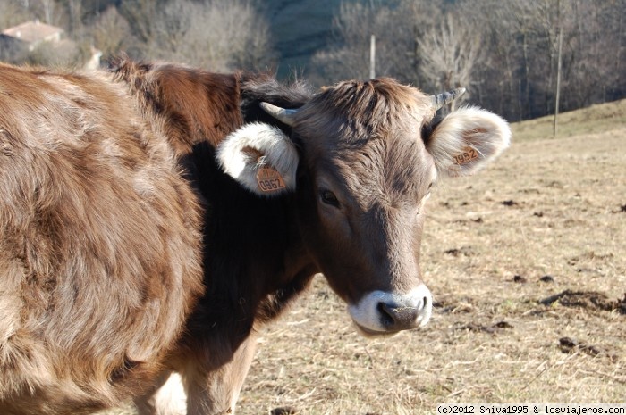 UN PASEO POR CAMPRODÓN – GIRONA (4)
