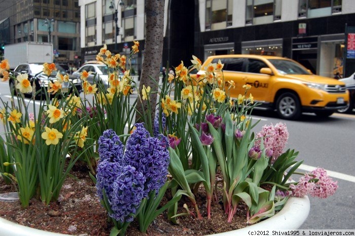 Foro de Recién Llegados: Primavera en Nueva York