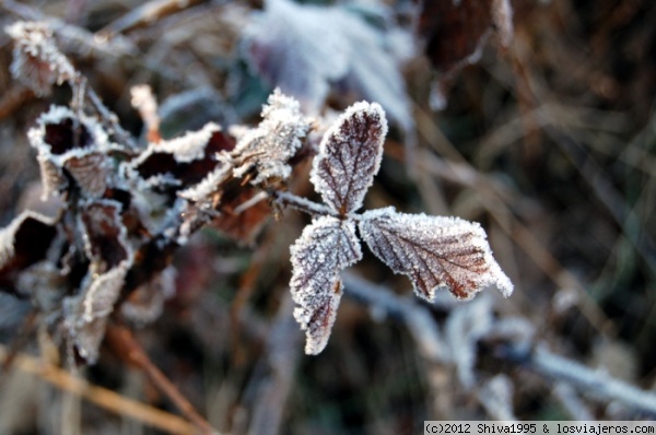 Hoja con escarcha - Camprodón (Girona)
Invernal imagen.
