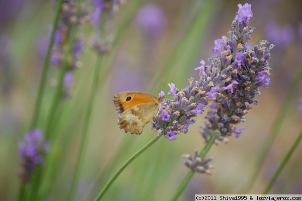Butterfly and lavender in Provence - France