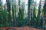 Hayas en la Fageda d'en Jordà - Girona
Fageda-Jorda Olot Girona España Spain