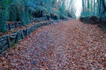 Otoño en el bosque - Girona