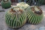 Cactus en Cap Roig - Girona