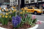 Primavera en Nueva York
Quedada Virtual Primavera Galerias Losviajeros