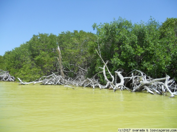 Manglar en Ría Lagartos
Manglar en la Reserva de la Biosfera Ría Lagarto
