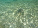 Nadando entre tortugas
Nadando, Tortuga, Playa, Akumal, entre, tortugas, realizando, snorkel