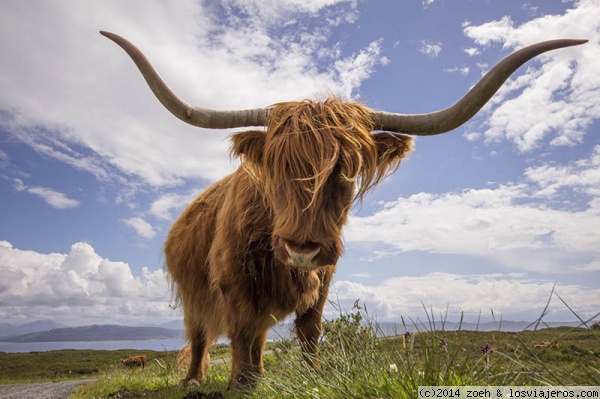 Toro de las Highlands
Toro de las Highlands, en la isla de Skye, en Escocia
