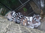 Lemures en el acuario de Skansen