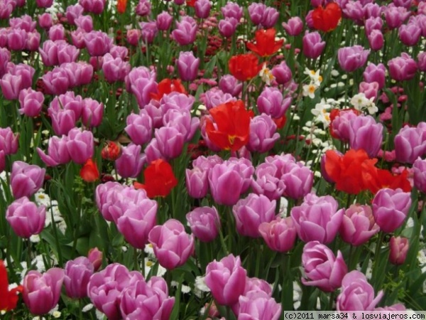 Primavera en Estambul
En esta época toda la ciudad está repleta de tulipanes
