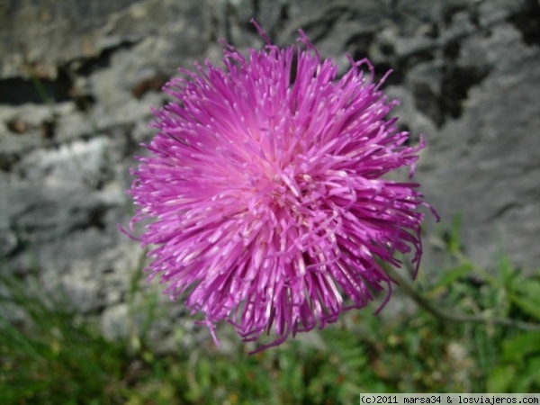 Flor alpina
En el sendero de Mürren a Gimmelwald se encuentra una gran variedad de flores preciosas
