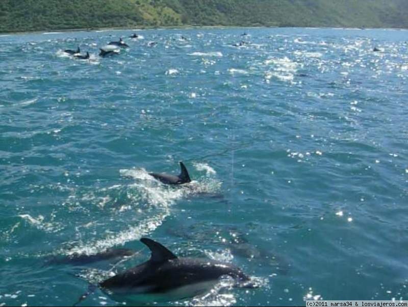 Viajar a  Nueva Zelanda: Excursion Tiburon - Delfines en la costa de Kaikoura (Excursion Tiburon)