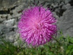 Flor alpina