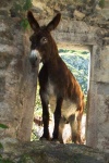 Habitante de Bulnes
Habitante, Bulnes, Paseando, pueblo, encontramos, sopresa, dentro, casita, abandonada