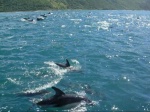 Delfines en la costa de...