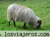 oveja
oveja pastando

