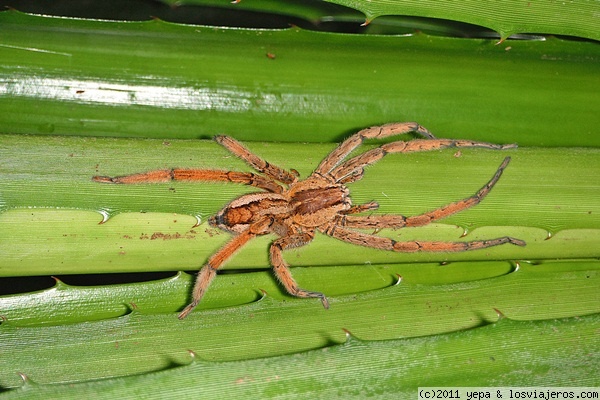 Tarantula
Uno de los diferentes tipos de tarantulas que hay en Costa Rica
