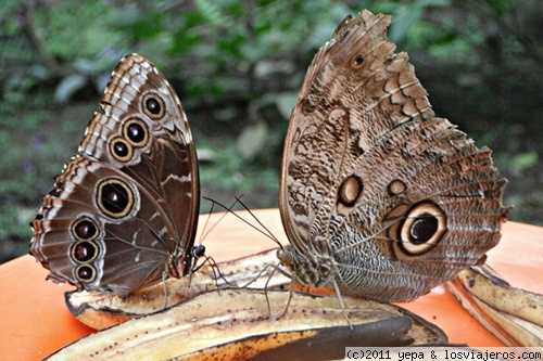 Mariposas
Cuando tiene las alas abiertas es de color azul muy bonito
