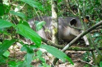 Tapir