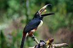 Aracari