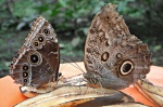 Mariposas
Mariposas