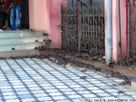 india
templo de las ratas en karni mata
