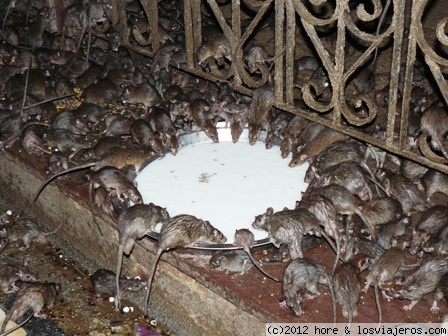 Karni Mata. El Templo de las Ratas en India