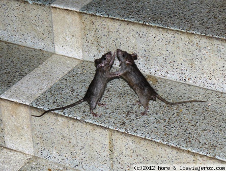 BAILANDO UN ROCK!!!!
templo de las ratas en karni mata
