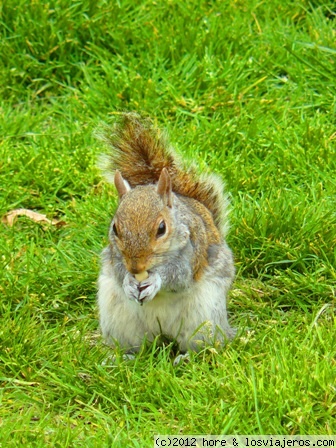 londres
paseando por hyde park, te puedes encontrar a muchas ardillas comiendo y jugando...
