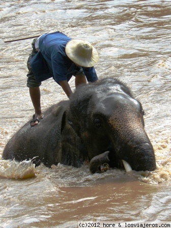 chiang mai
dando un baño a los elefantesantes de hacer un recorrido con ellos
