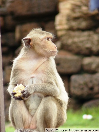 tailandia
dando de comer a los monos en lopburi
