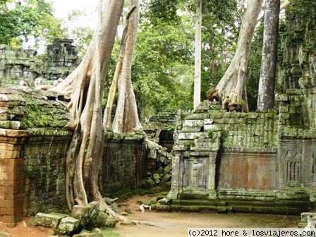 bayon
la selva y los templos
