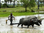 campos en camboya
camboya lago tonlesap serpiente